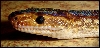 Epicrates cenchria -unknown subspecies-
