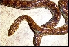 Epicrates cenchria -unknown subspecies-