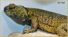 Uromastyx acanthinurus