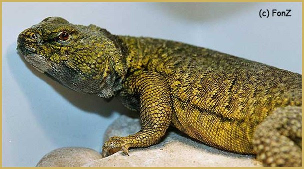 Uromastyx acanthinurus