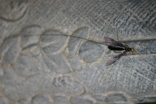 Wood Wasp parasitic