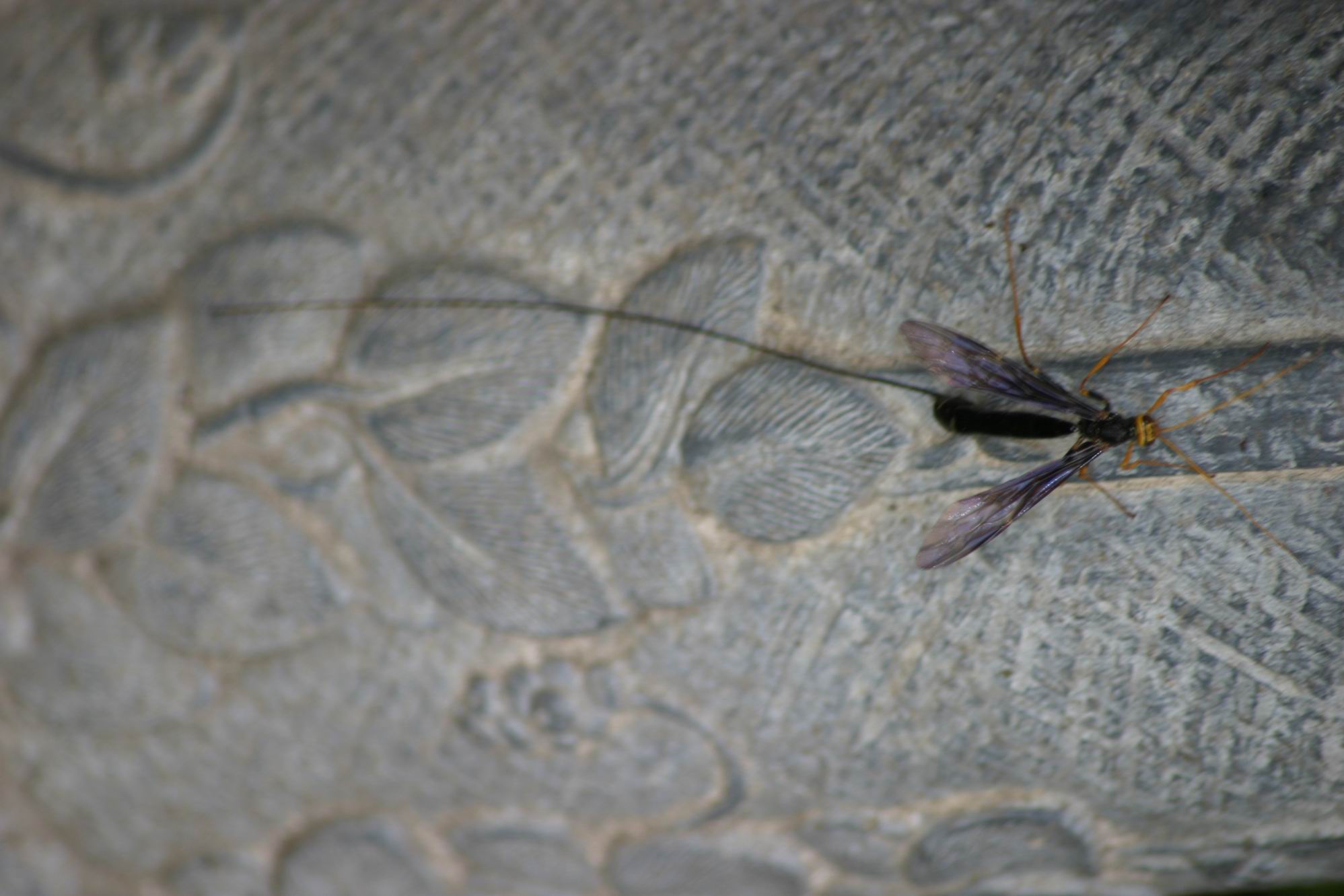 Wood Wasp parasitic