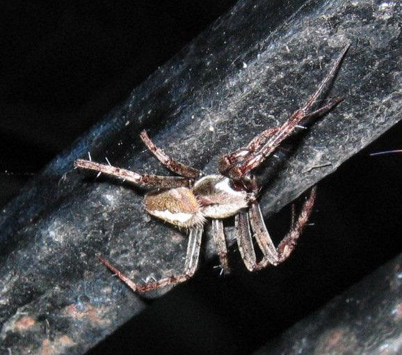 Quite big taiwanese weaving spider
