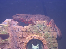 newt, guangxi warty newt, warty newt