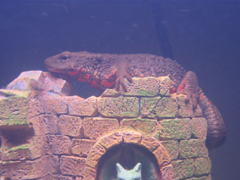 newt, guangxi warty newt, warty newt