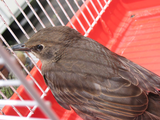 broken wing
