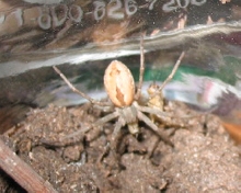 Spider ID Needed