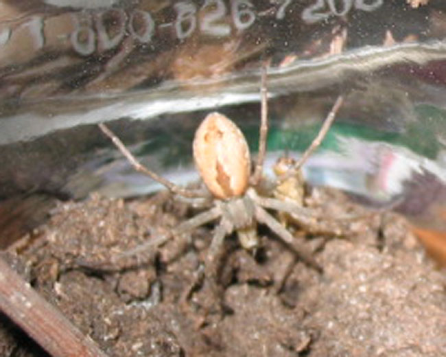 Spider ID Needed