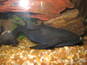 Asian Upside Down Catfish