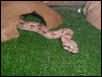 Baby emerging from his hide