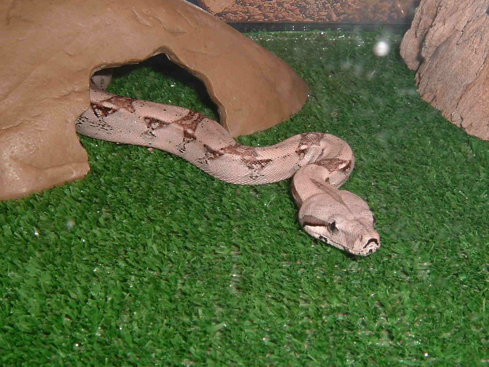 Baby emerging from his hide