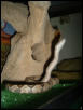 i wanna be a cobra!