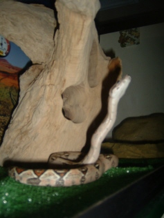 i wanna be a cobra!