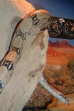 Baby the boa drinking