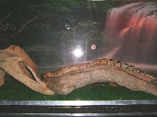 night shot- boa in new tank