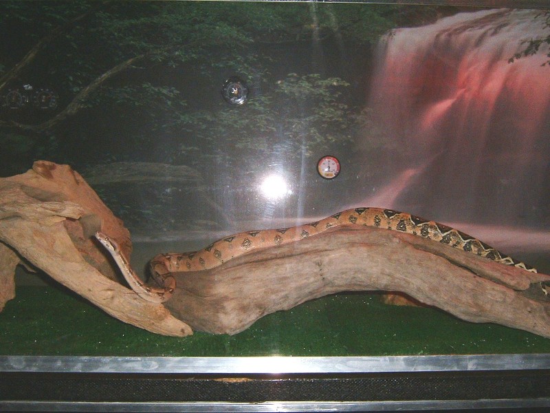 night shot- boa in new tank