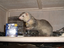 my first Ferret, Fiona
