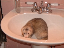 Fiona exploring the sink