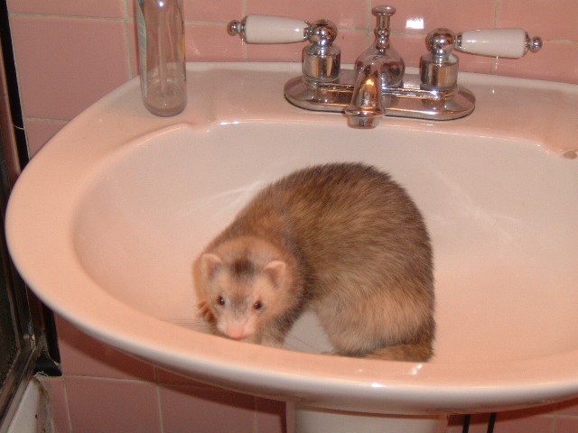 Fiona exploring the sink