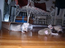 Fiona and Jazzmyn, together 10 days