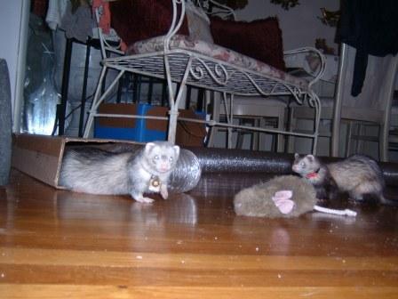 Fiona and Jazzmyn, together 10 days