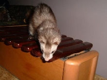 my second ferret, Jazzmyn