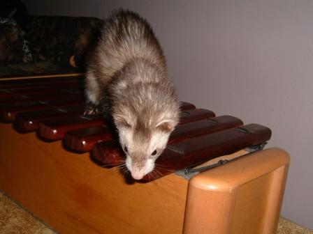 my second ferret, Jazzmyn