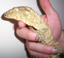 Leachianus