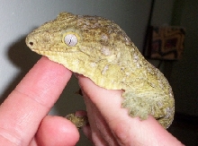 Female leachie in hand