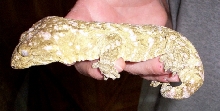Male leachianus