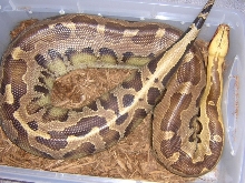 Same Male Borneo