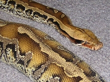 Marble Borneo