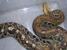One of my Black Bloods