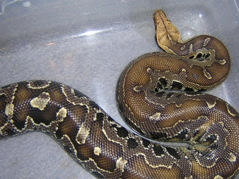 One of my Black Bloods