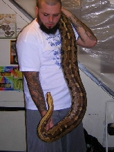 Big Male Borneo