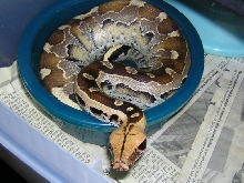 My other Female