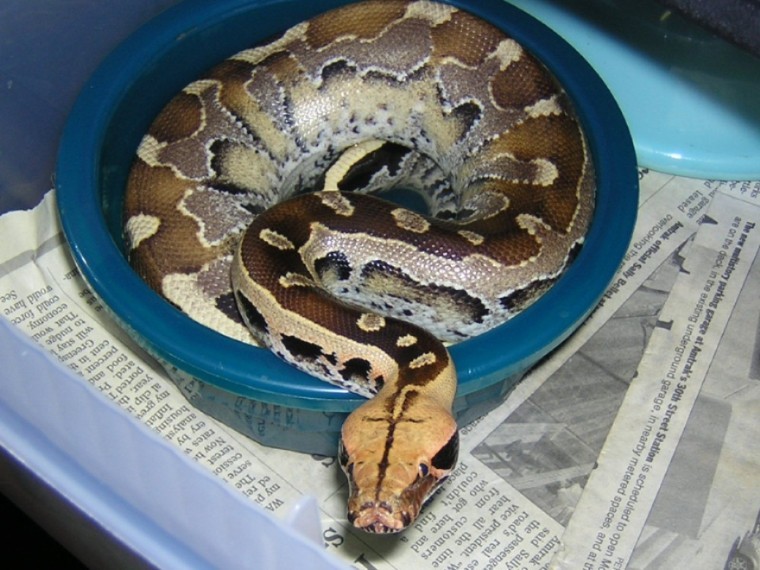 My other Female