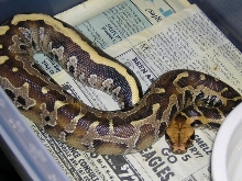 Female Borneo from NERD