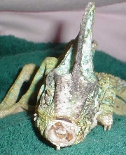 rescued Cham