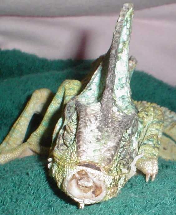 rescued Cham