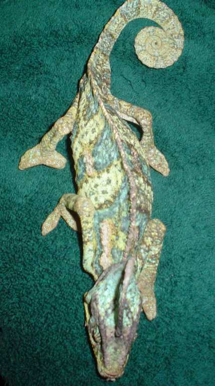 Overhead View