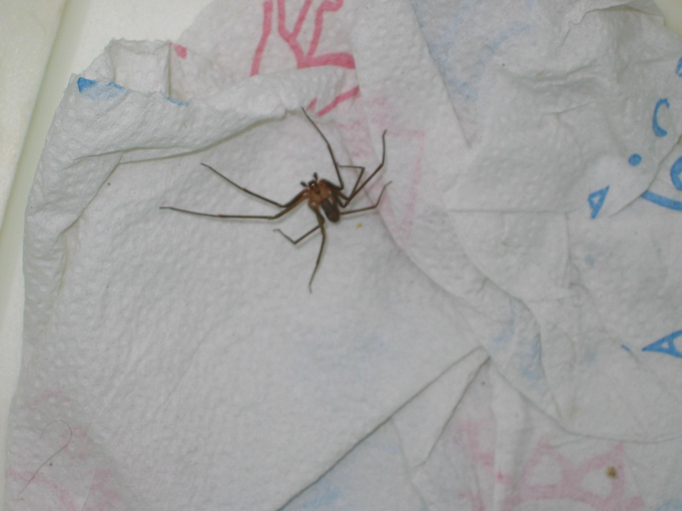 Is this a brown recluse?