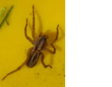 What kind of spider is this?