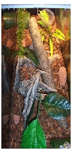 Golden Gecko Tank Setup