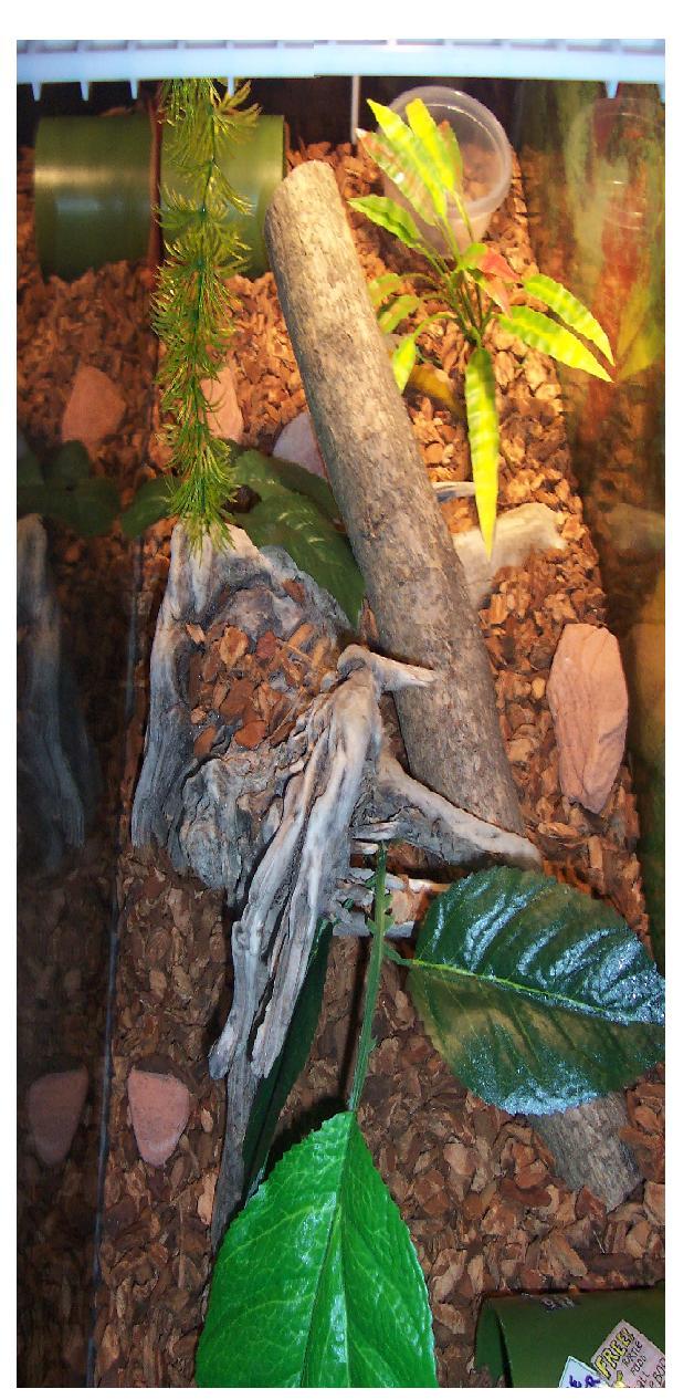 Golden Gecko Tank Setup