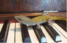 my Golden`s hidden talents