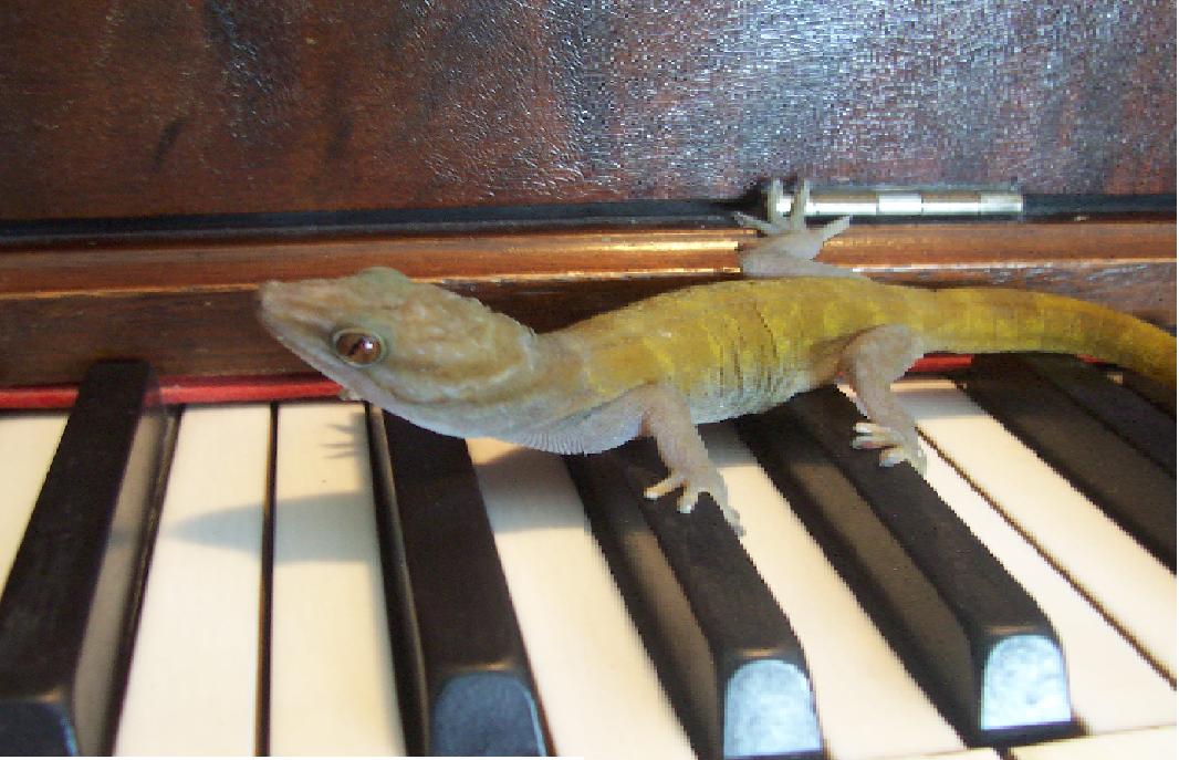 my Golden`s hidden talents