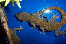 gecko mutation