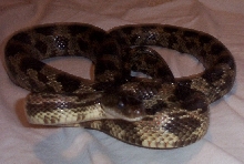 texas ratsnake