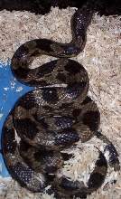 texas rat